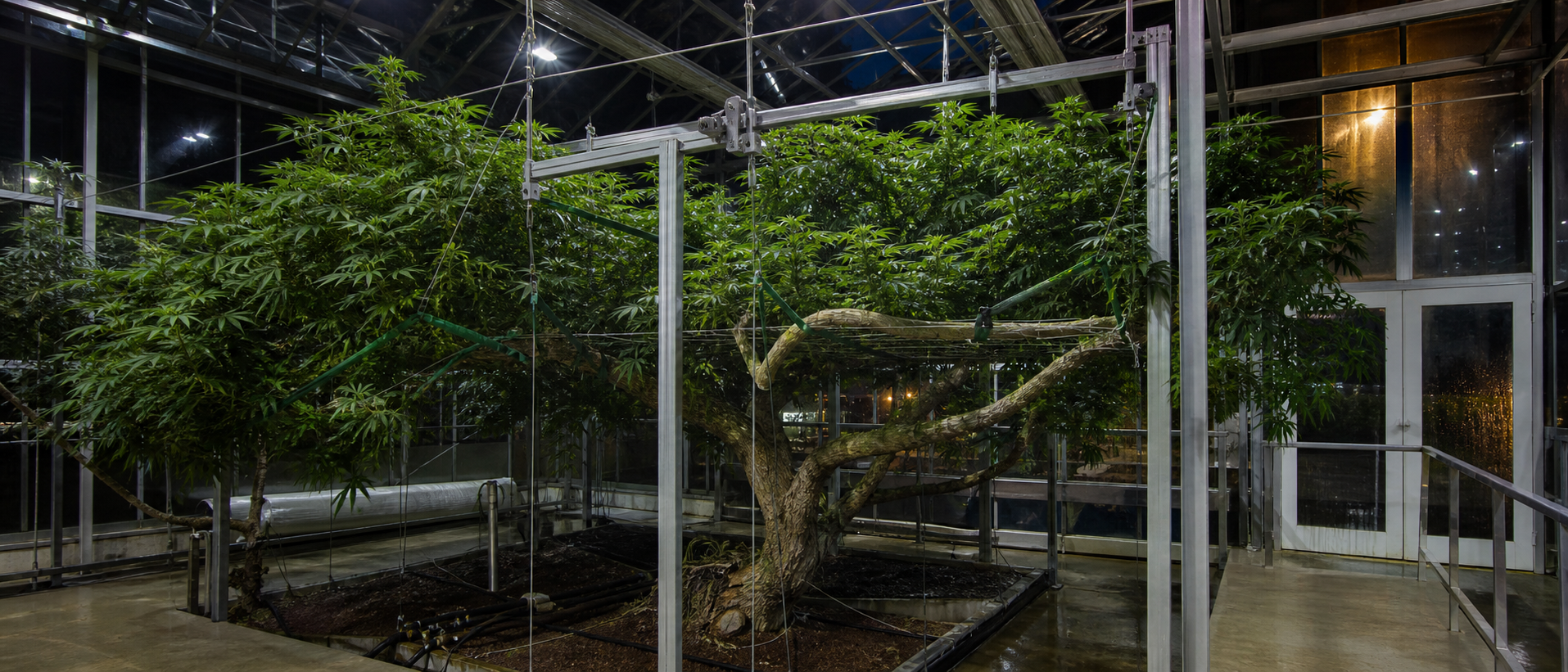 An enormous cannabis tree supported inside an advanced glass greenhouse at night